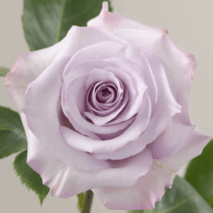 ROSE PURPLE HAZE - 50 CM